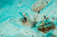 Amblyeleotris guttata (Spotted Shrimpgoby)