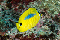 Chaetodon plebius (Blue-Spot Butterflyfish)