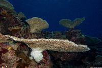 Acropora cytherea (Table Coral)