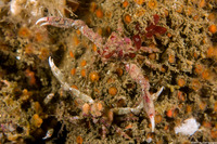 Scyra acutifrons (Sharpnose Crab)