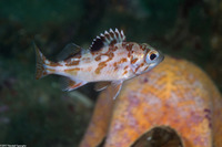 Sebastes pinniger (Canary Rockfish)