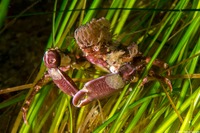 Mimulus foliatus (Foliate Kelp Crab)