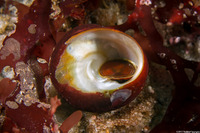 Tegula brunnea (Brown Turban Snail)