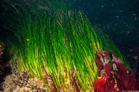 Phyllospadix scouleri (Scouler's Seagrass)