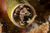 Thylacodes squamigerus (Scaled Wormsnail)
