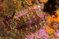 Mopalia spectabilis (Red-Flecked Mopalia)