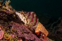 Oxylebius pictus (Painted Greenling)