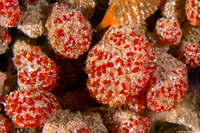 Ritterella rubra (Red Currant Tunicate)