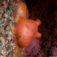 Cnemidocarpa finmarkiensis (Shiny Orange Sea Squirt)