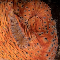 Arctonoe pulchra (Red Commensal Scale Worm)