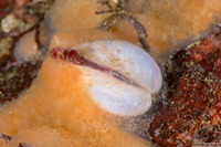 Mytilimeria nuttalli (Sea-Bottle Clam)