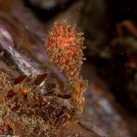 Boltenia villosa (Spiny-Headed Tunicate)