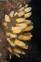 Polymastia pachymastia (Aggregated Nipple Sponge)
