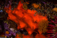 Acarnus erithacus (Red Volcano Sponge)