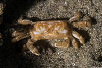Pinnixa tubicola (Tube-Dwelling Pea Crab)