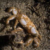 Scleroplax tubicola (Tube-Dwelling Pea Crab)