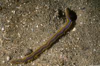 Nereis vexillosa (Clam Worm)
