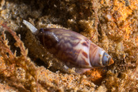 Callianax alectona (Beatic Dwarf Olive Snail)
