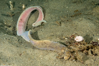 Cerebratulus californiensis (Light Edged Ribbon Worm)