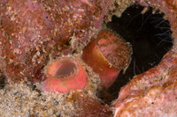 Hiatella arctica (Wrinkled Rock Borer)
