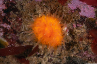 Balanophyllia elegans (Orange Cup Coral)
