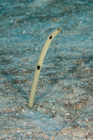 Heteroconger hassi (Spotted Garden Eel)