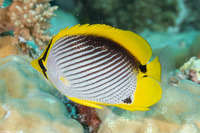 Chaetodon melannotus (Black-Backed Butterflyfish)