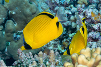 Chaetodon semeion (Dotted Butterflyfish)