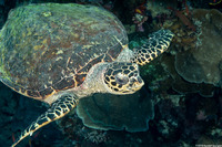 Eretmochelys imbricata (Hawksbill Turtle)