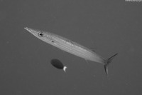 Sphyraena helleri (Heller's Barracuda)