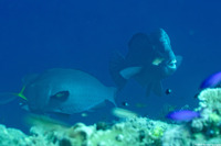Bolbometopon muricatum (Bumphead Parrotfish)