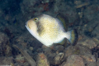 Balistoides viridescens (Titan Triggerfish)