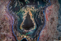 Tridacna derasa (Smooth Giant Clam)