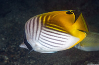 Chaetodon auriga (Threadfin Butterflyfish)