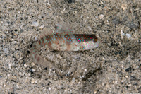 Cryptocentrus caeruleomaculatus (Blue-Speckled Shrimpgoby)