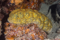 Stichopus vastus (Brown Curryfish Sea Cucumber)