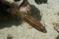 Cheilodipterus singapurensis (Singapore Cardinalfish)
