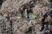 Apogonichthyoides sialis (Twinbar Cardinalfish)