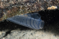 Rhopalaea sp.1 (Banded Tunicate)