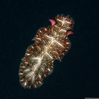 Pseudobiceros bedfordi (Persian Carpet Flatworm)