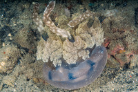 Mastigias papua (Lagoon Jelly)