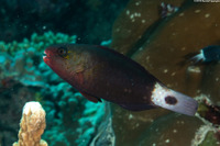 Chlorurus spilurus (Bullethead Parrotfish)