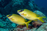 Siganus puellus (Masked Rabbitfish)