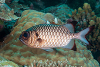 Myripristis adusta (Shadowfin Soldierfish)