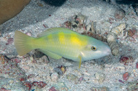 Scarus dimidiatus (Yellow-Barred Parrotfish)