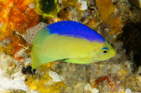 Centropyge colini (Blueback Pygmy Angelfish)