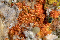 Timea sp.1 (Orange Hydroid Sponge)