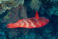 Scarus xanthopleura (Red Parrotfish)