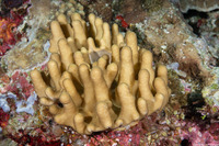 Sinularia sp.1 (Leather Coral)