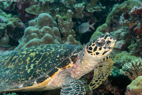 Eretmochelys imbricata (Hawksbill Turtle)